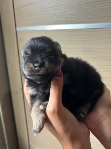 Filhote de Lulu da pomerania