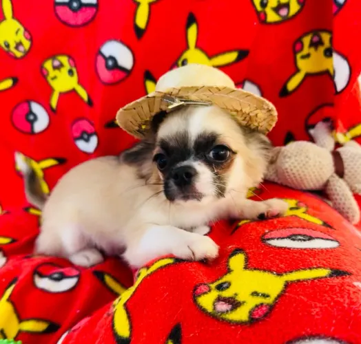Chihuahua 