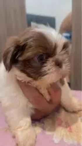 Shih tzu saudáveis pra sempre