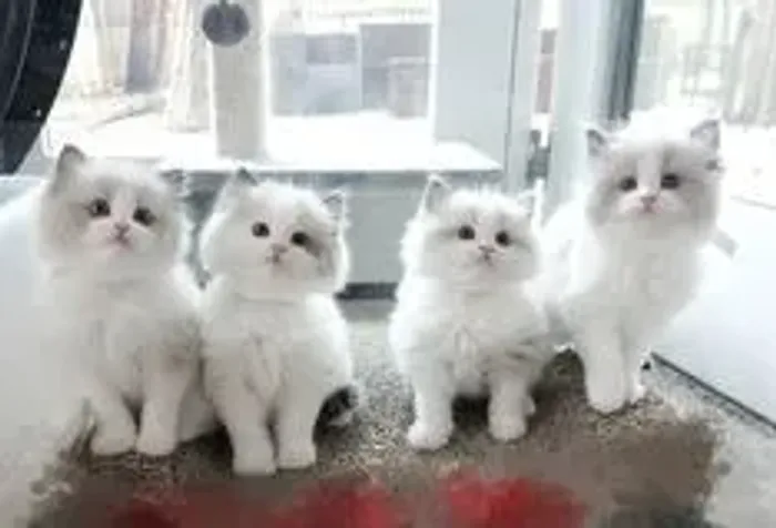 Ragdoll 