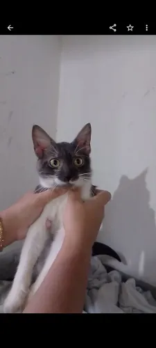 Gato Macho para doação