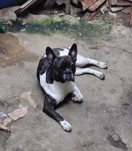 Cachorro para doação