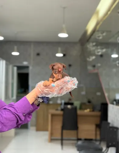 Pinscher Miniatura com Loja Física e Pós-Venda