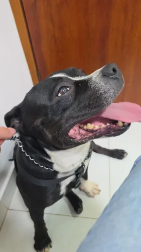 Cruza Staffordshire bull terrier