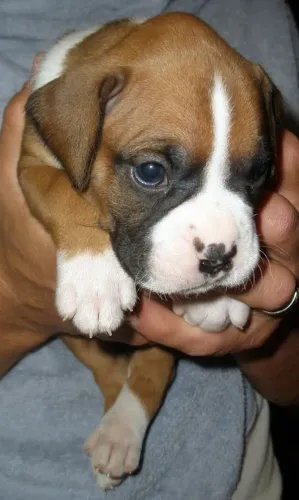 Boxer Carinho que se mantém equilibrado