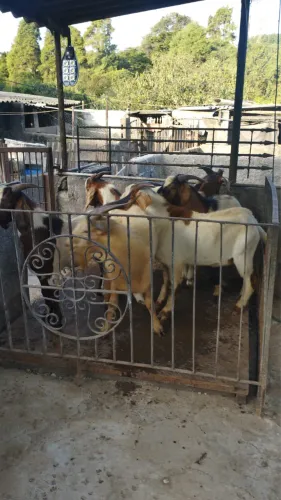 Cabritos e cabras pai de chiqueiros 