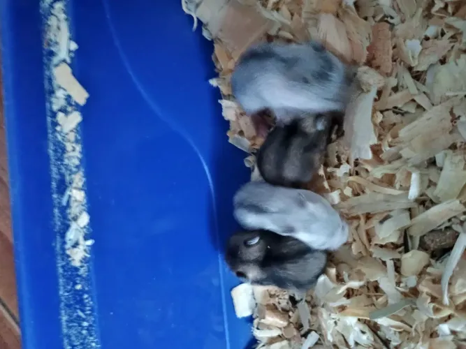 Hamster anão (filhote)