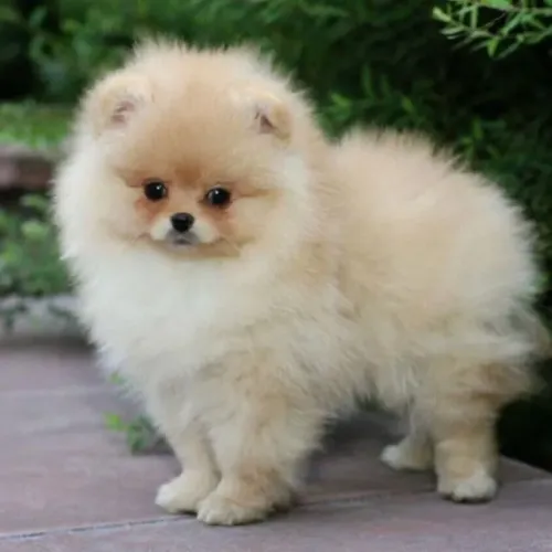 Spitz Alemão Carinho que fortalece a convivência