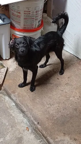 Pra doar um filhote macho de pequeno porte com 5 meses de vida 