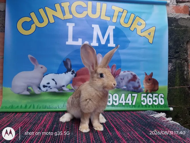Vendo