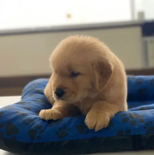 Golden Retriever Filhote - Encanto e Carinho