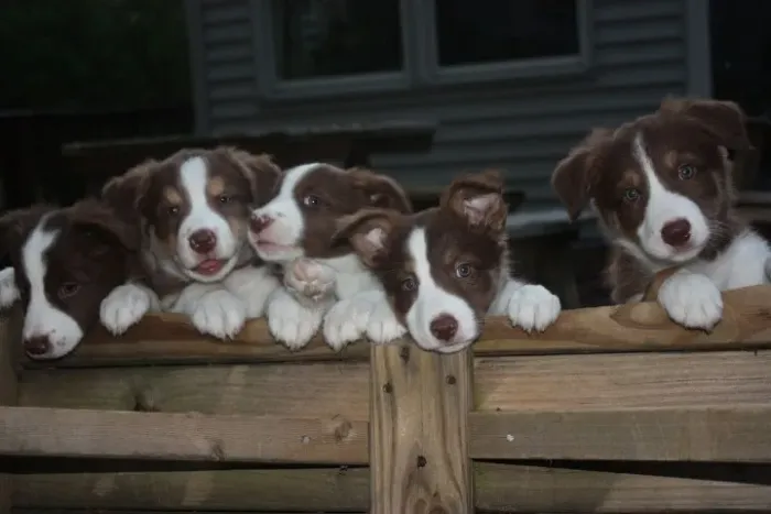 Border collie inteligente e ageis