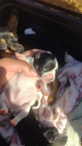 Pinscher fêmea zero para reservar