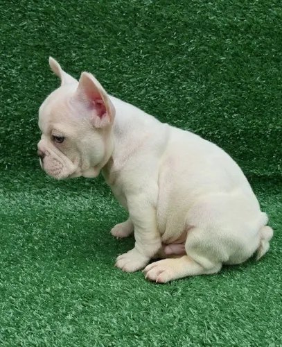 Bulldog frances lilac platinum.