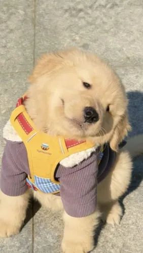 Golden Um pequeno companheiro com um grande futuro