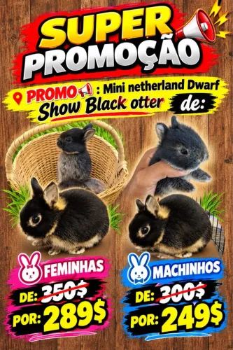 mini netherland Black otter Promo 