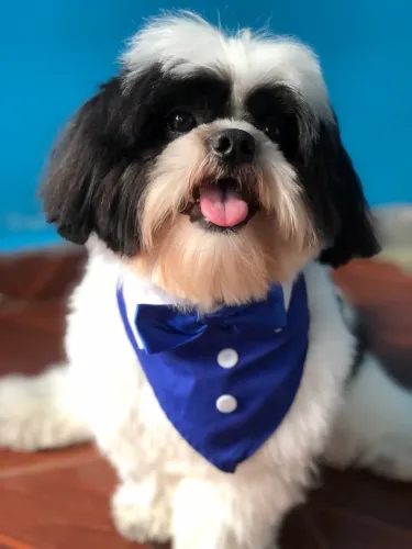 Shihtzu macho