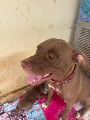 Cachorro pitbull
