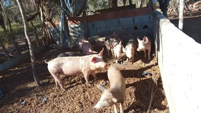 Porcos de 3 meses, 6 meses e Porca parideira