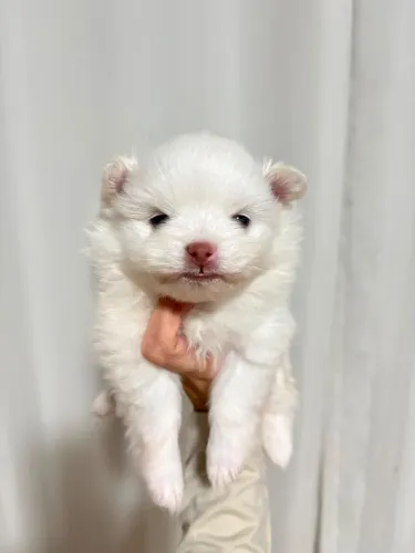 Spitz Alemão