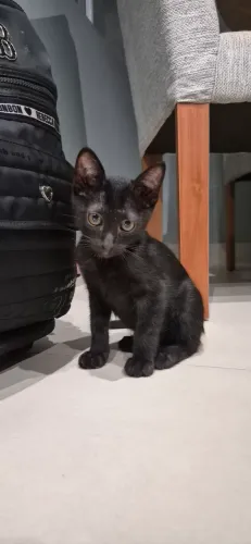 Gato para doação