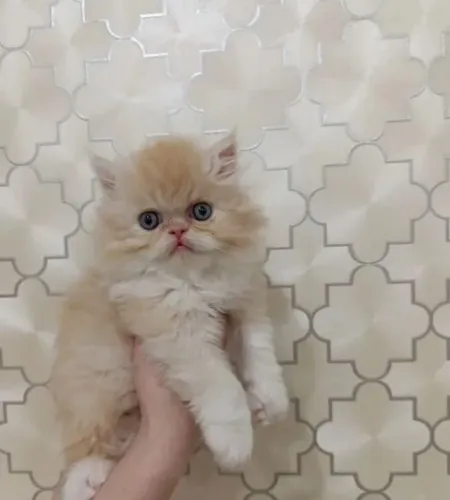Persa gato de raça pura