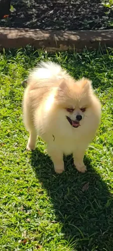 Macho de spitz alemão linhagem russa