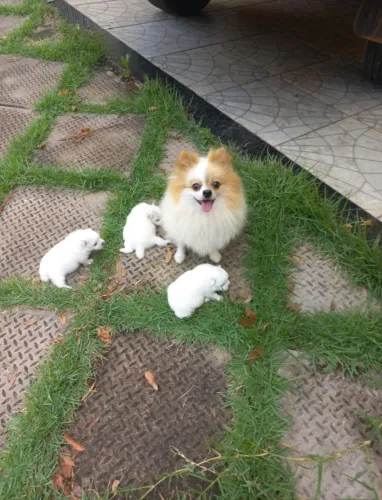 Spitz alemão anão