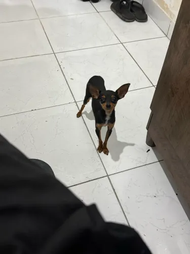 Pinscher fêmea