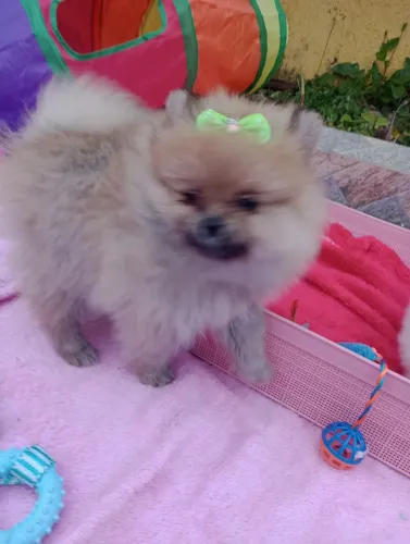 Spitz Alemão Anã, Ursinha Baby face com pedigree e entrega em 10x no Cartão.