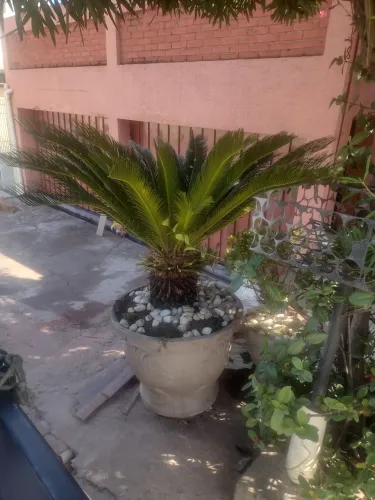 Vaso de cica 