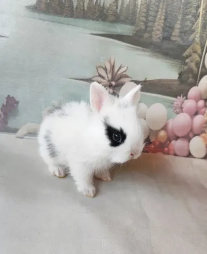Filhote coelho raça Mini Lion Head