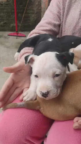Vende filhotes Pit Bull