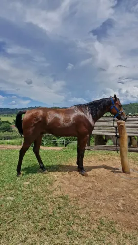 Cavalo QM treinado em 3 tambores
