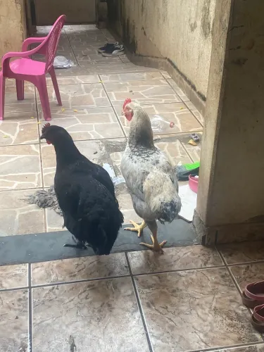 Vendo casal de galinha caipira