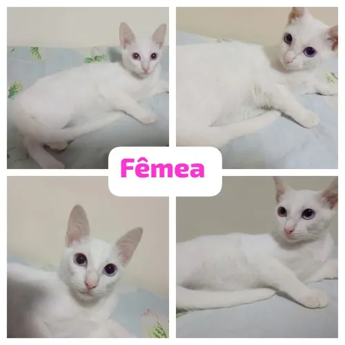 Gatinhas para adoção