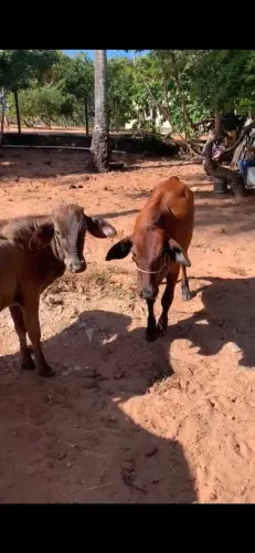 Bezerras
