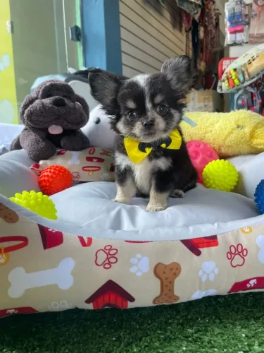 Chihuahua mini 