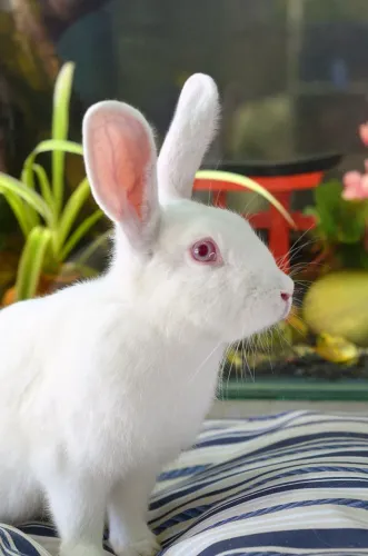 Coelho Nova Zelândia albino ( macho) com veterinário responsável 