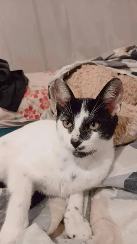 Doação de Gata!?