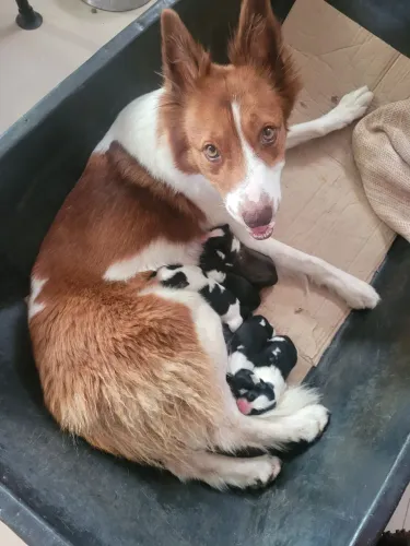 Lindos filhotes Border Collie
