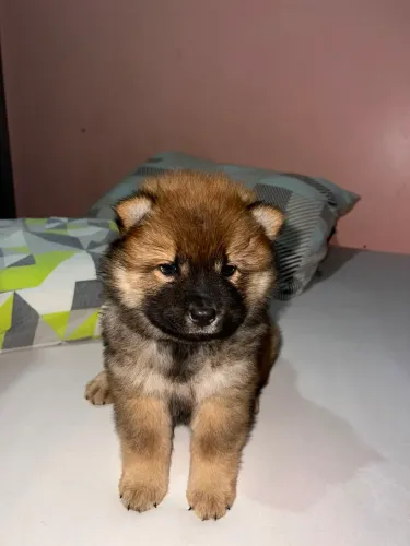 Vendo filhotes de chow chow fêmea 