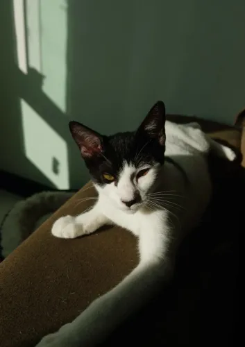Gato macho