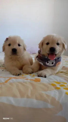 Último Casal de Golden Retriever 