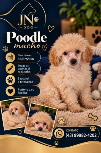 Poodle macho