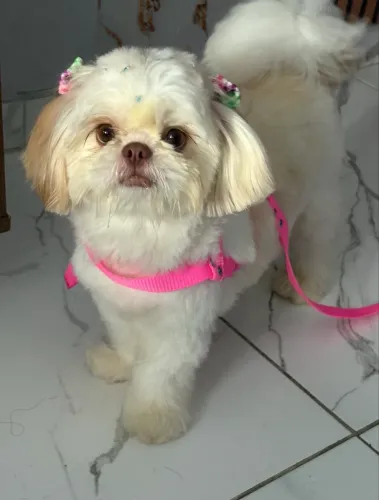 shihtzu fêmea