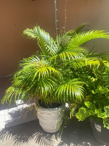 Palmeira