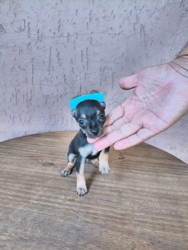 Pinscher mini