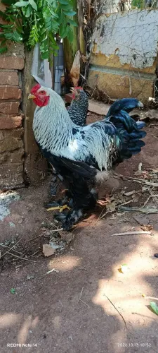 Galo brahma Dark