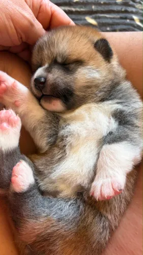 Filhotes de Akita Inu.